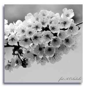 fot. A. Cebulski