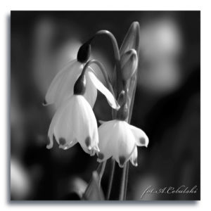 fot. A. Cebulski