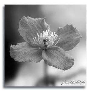fot. A. Cebulski