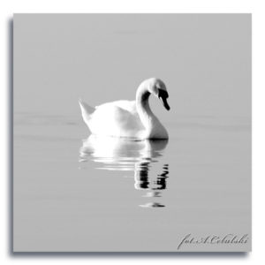 fot. A. Cebulski