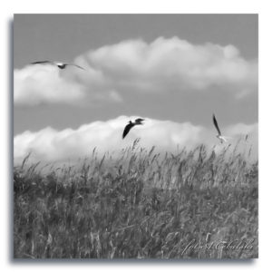 fot. A. Cebulski