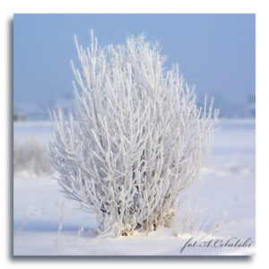 fot. A. Cebulski