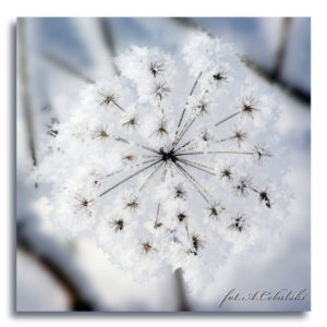 fot. A. Cebulski